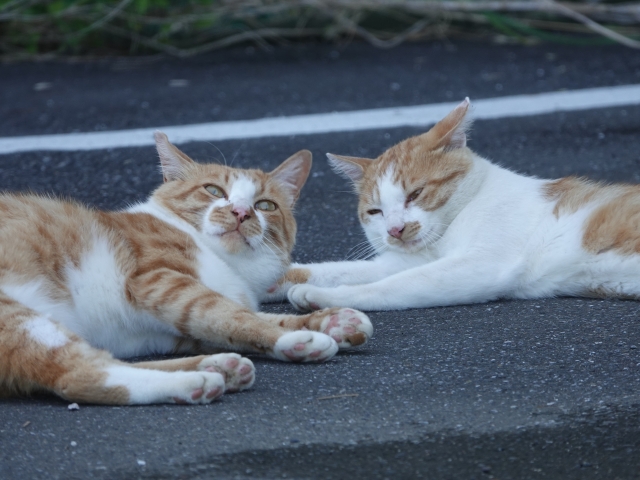 似たような境遇だから居心地が良いにゃ